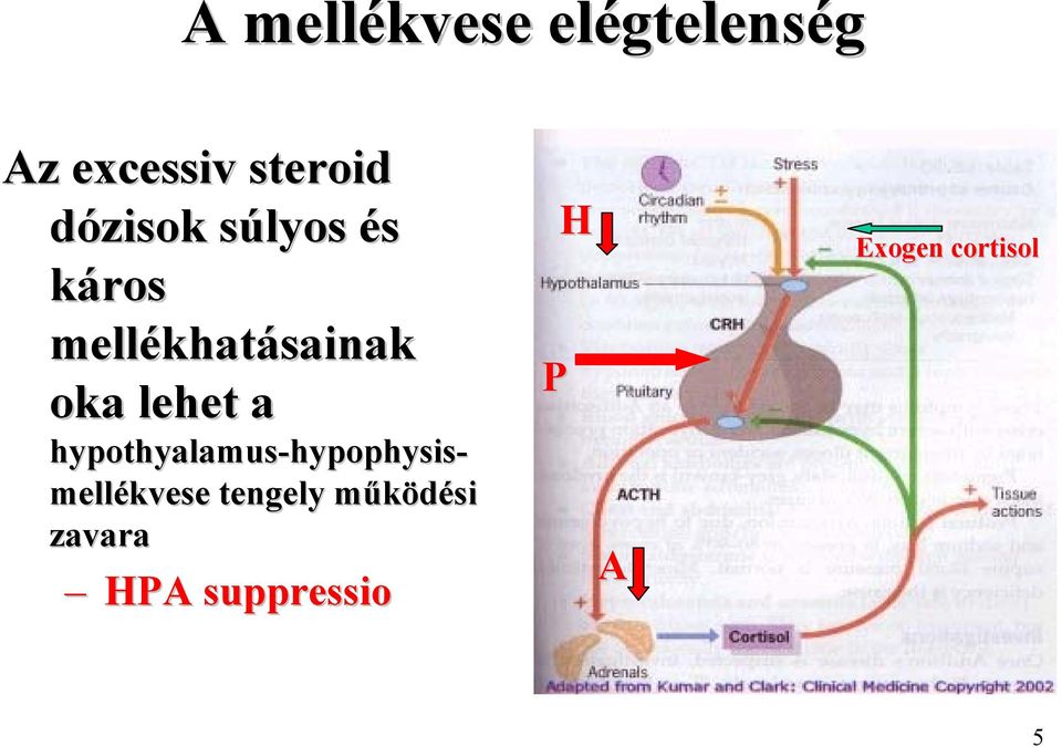 hypothyalamus-hypophysis hypophysis- mellékvese