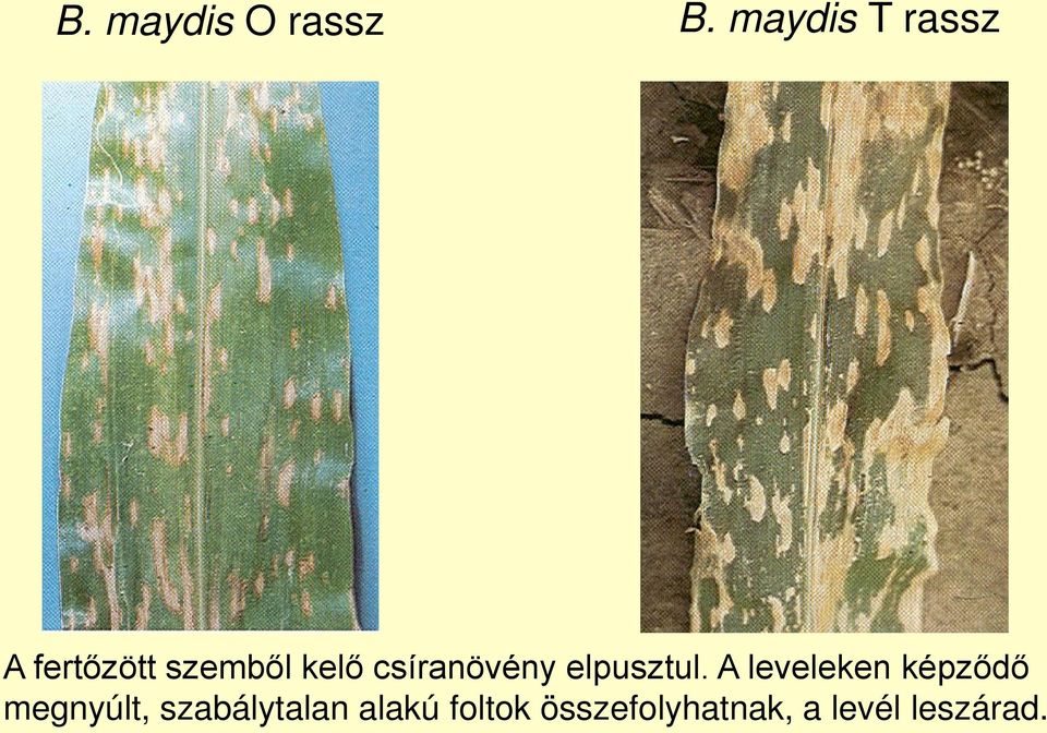 csíranövény elpusztul.