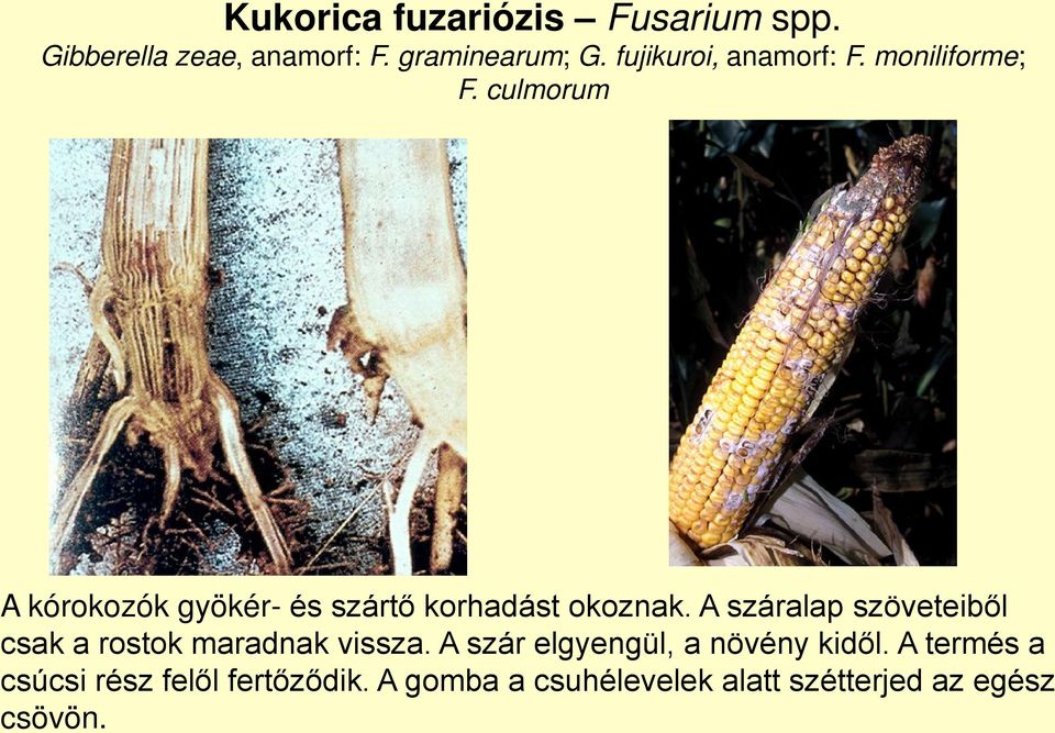 culmorum A kórokozók gyökér- és szártő korhadást okoznak.