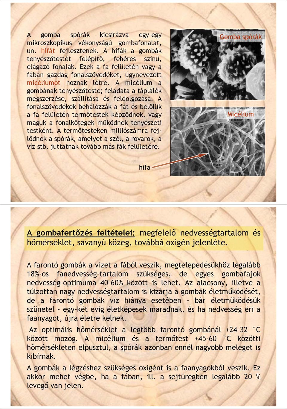 A fonalszövedékek behálózzák a fát és belőlük a fa felületén termőtestek képződnek, vagy maguk a fonalkötegek működnek tenyészeti testként.