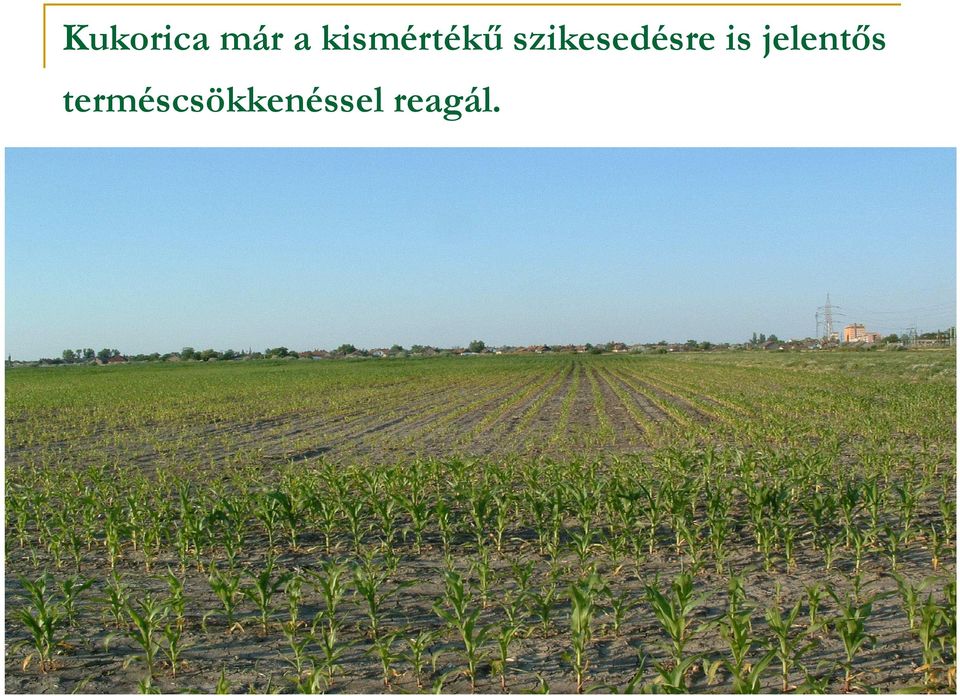 szikesedésre is