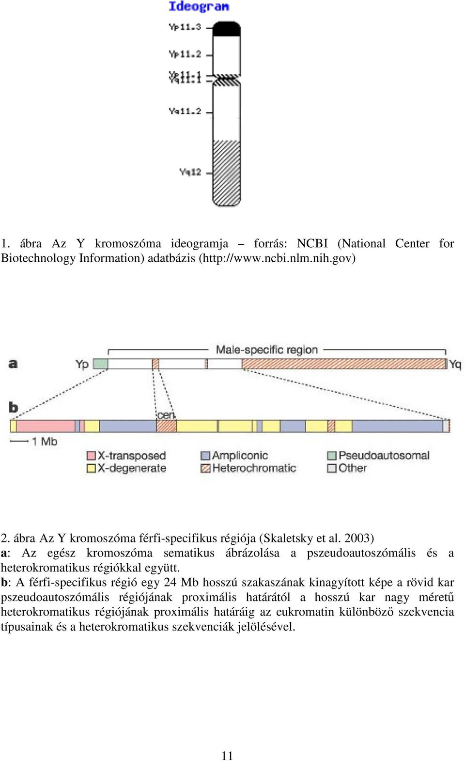 2003) a: Az egész kromoszóma sematikus ábrázolása a pszeudoautoszómális és a heterokromatikus régiókkal együtt.