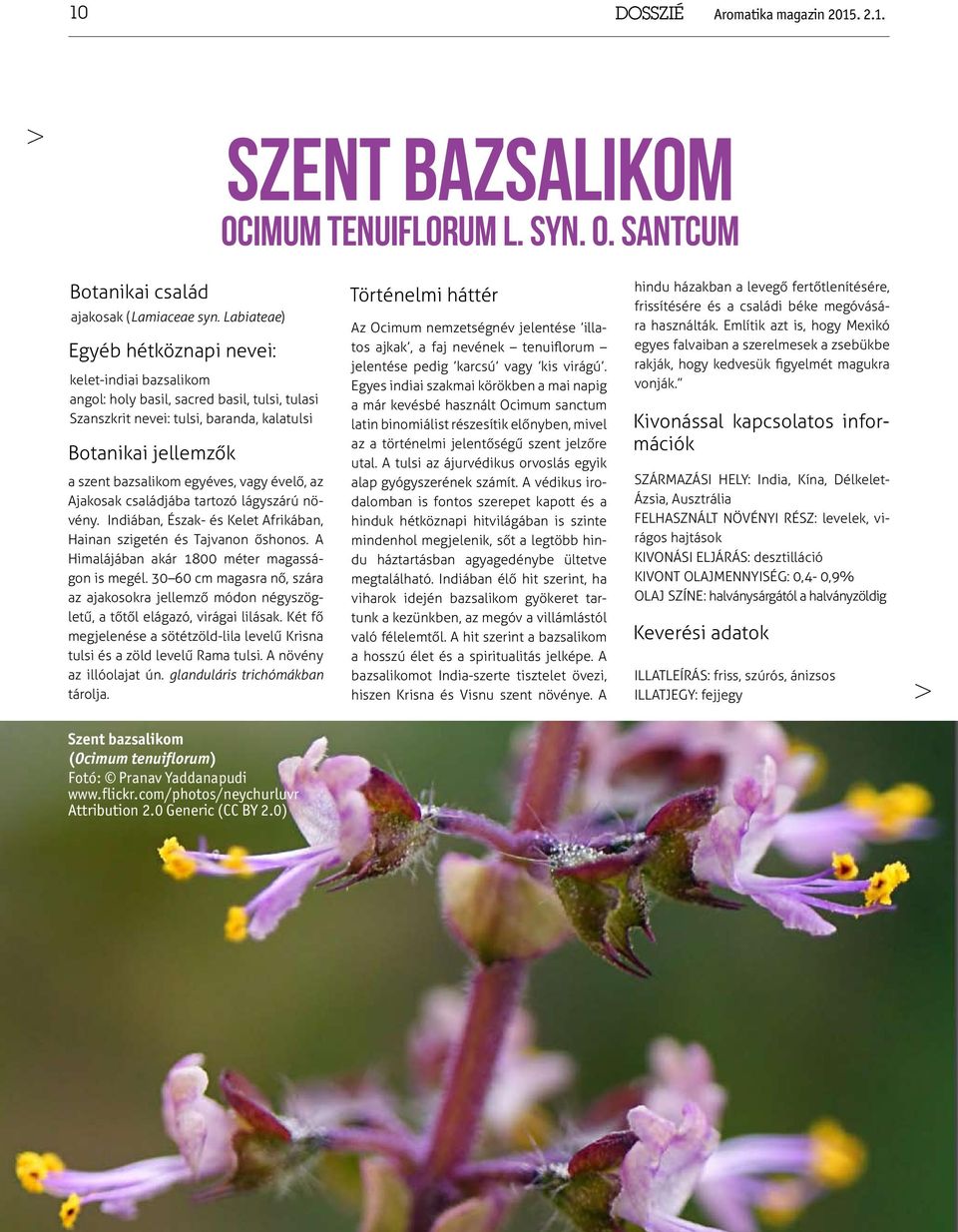 vagy évelő, az Ajakosak családjába tartozó lágyszárú növény. Indiában, Észak- és Kelet Afrikában, Hainan szigetén és Tajvanon őshonos. A Himalájában akár 1800 méter magasságon is megél.