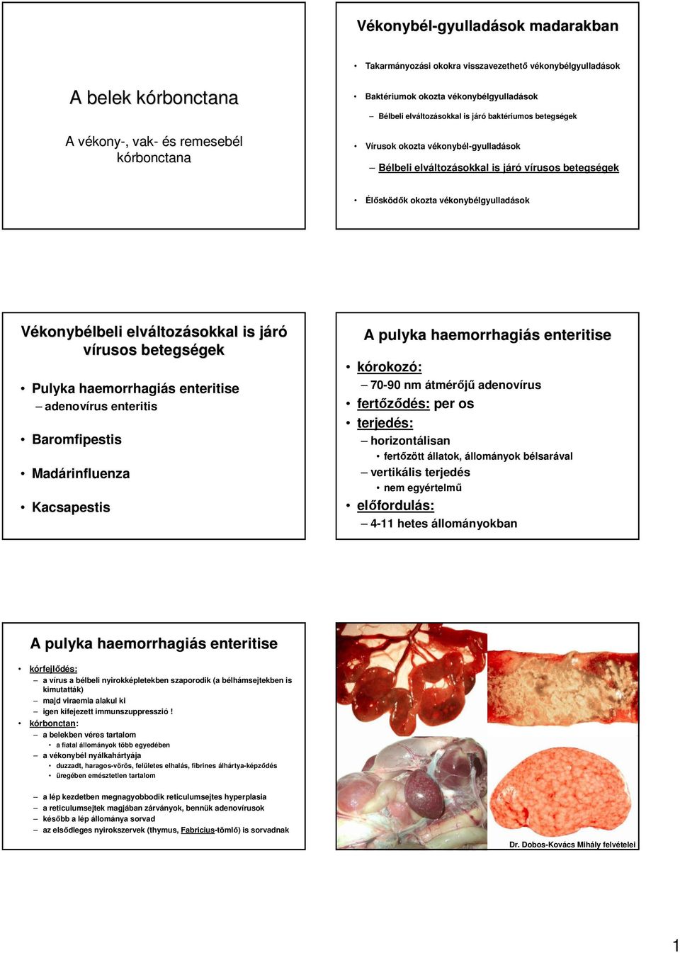 vékonybélgyulladások Vékonybélbeli elváltoz ltozásokkal is járój vírusos betegségek gek Pulyka haemorrhagiás enteritise adenovírus enteritis Baromfipestis Kacsapestis A pulyka haemorrhagiás