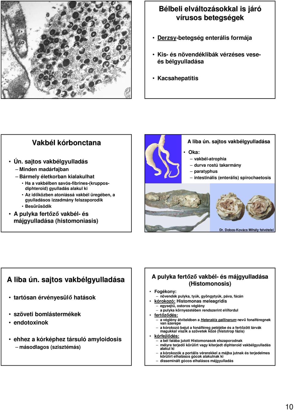 izzadmány felszaporodik Besőrősödik A pulyka fertızı vakbél- és májgyulladása (histomoniasis) A liba ún.