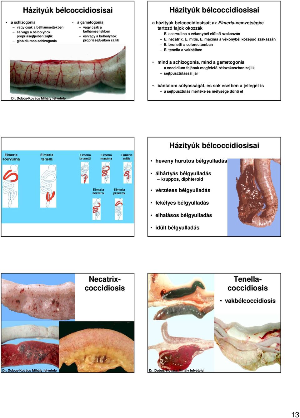 mitis, E. maxima a vékonybél középsı szakaszán E. brunetti a colorectumban E.