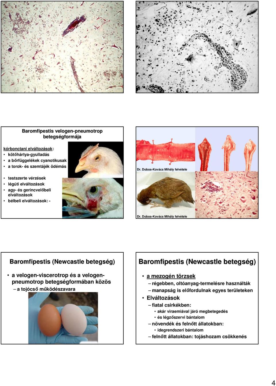 közös a tojócsı mőködészavara Baromfipestis (Newcastle betegsé a mezogén törzsek régebben, oltóanyag-termelésre használták manapság is elıfordulnak egyes területeken