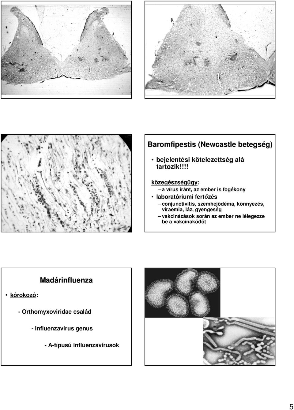 conjunctivitis, szemhéjödéma, könnyezés, viraemia, láz, gyengeség vakcinázások során az