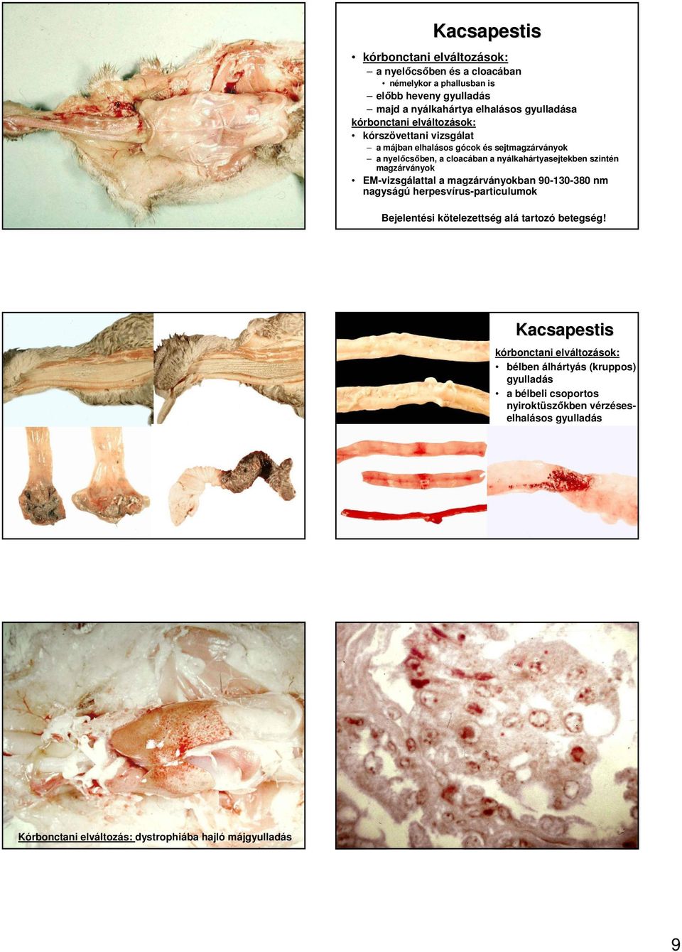 EM-vizsgálattal a magzárványokban 90-130-380 nm nagyságú herpesvírus-particulumok Bejelentési kötelezettség alá tartozó betegség!