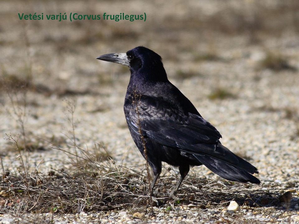 (Corvus