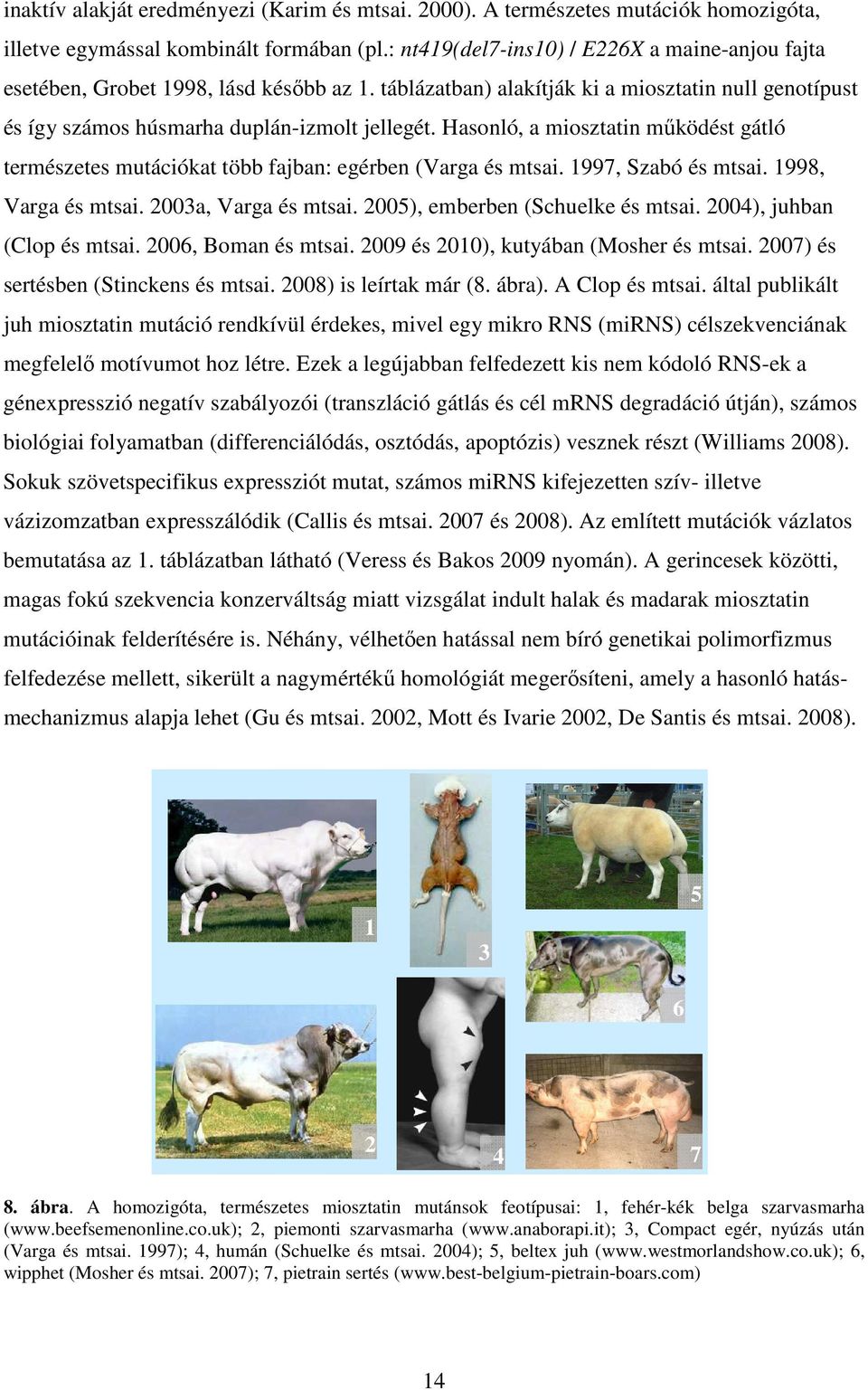 Hasonló, a miosztatin működést gátló természetes mutációkat több fajban: egérben (Varga és mtsai. 1997, Szabó és mtsai. 1998, Varga és mtsai. 2003a, Varga és mtsai. 2005), emberben (Schuelke és mtsai.