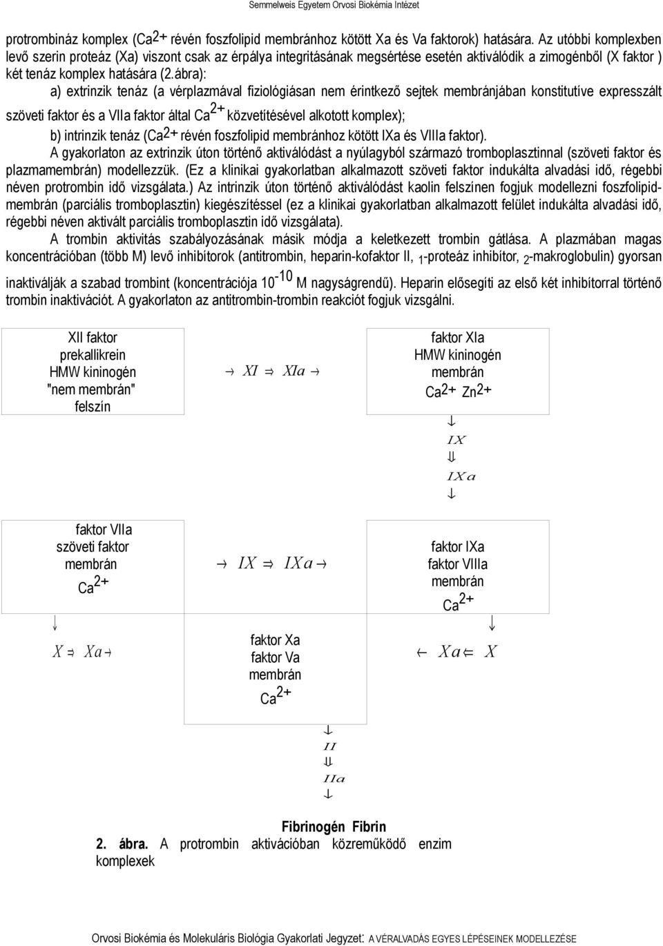 ábra): a) extrinzik tenáz (a vérplazmával fiziológiásan nem érintkező sejtek jában konstitutíve expresszált szöveti faktor és a VIIa faktor által Ca 2+ közvetítésével alkotott komplex); b) intrinzik