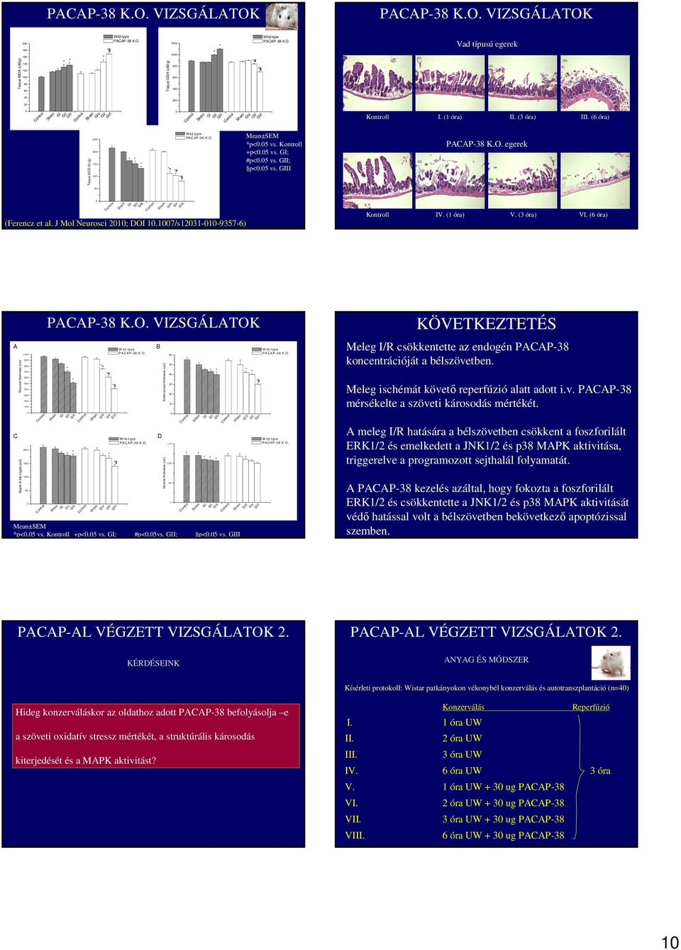 J Mol Neurosci 21; DOI 1.17/s1231193576) I II V IV. (1 óra) V. (3 óra) VI. (6 óra) A C Mucosal thickness () Depht of the crypts () 1 9 8 7 6 5 4 3 2 1 2 15 1 5 PACAP38 K.O. VIZSGÁLATOK I II I II + # V V W ildtyp e PACAP38 K.