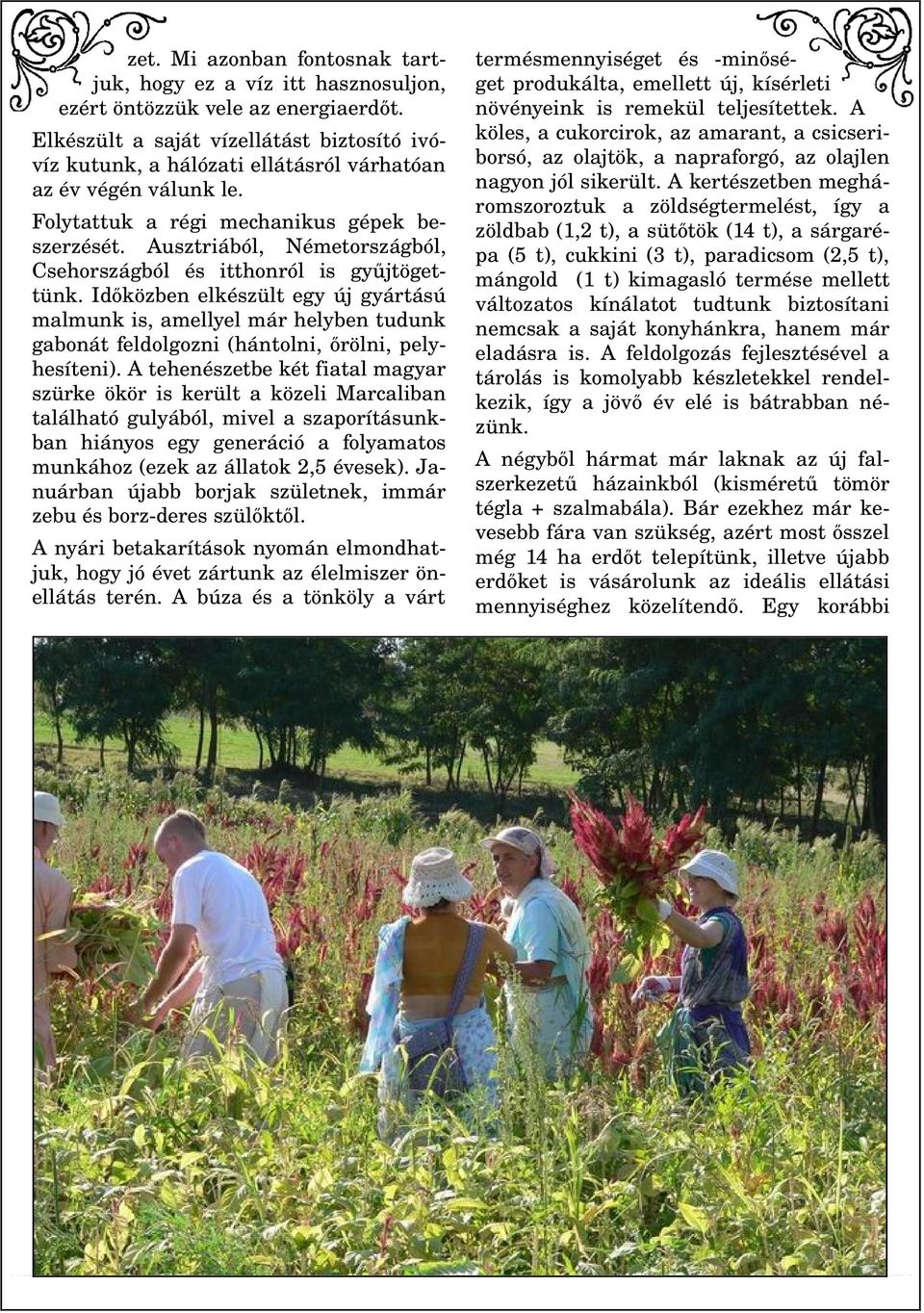 A köles, a cukorcirok, az amarant, a csicseri borsó, az olajtök, a napraforgó, az olajlen nagyon jól sikerült.