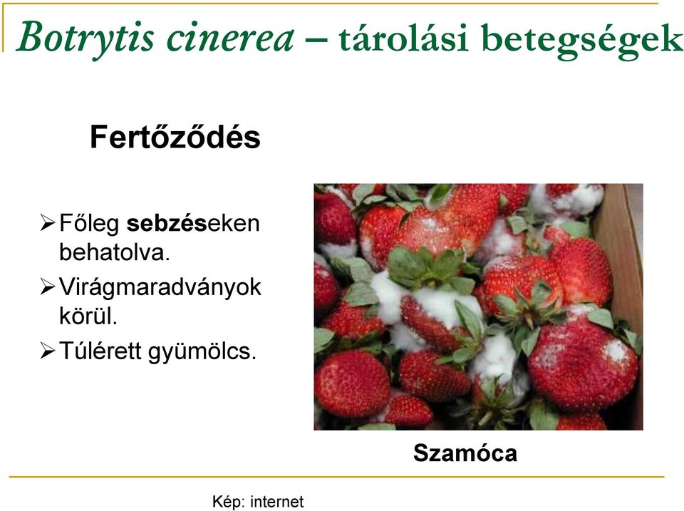 sebzéseken behatolva.