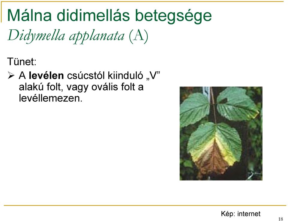 levélen csúcstól kiinduló V alakú