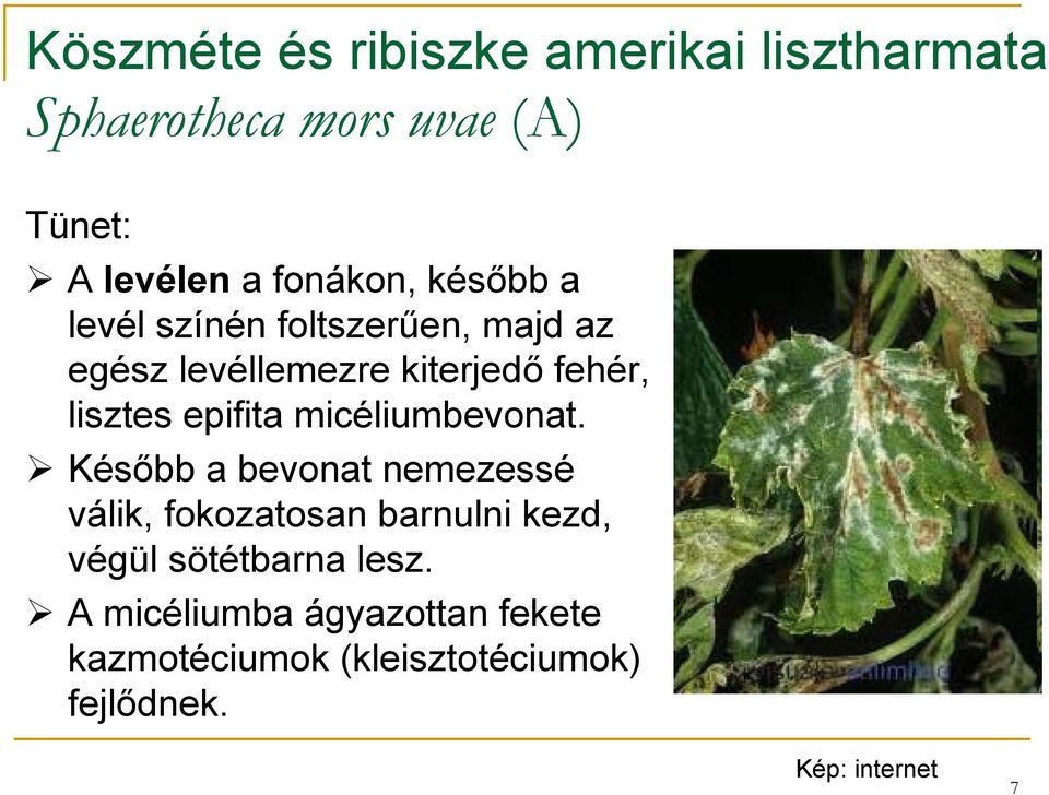 lisztes epifita micéliumbevonat.