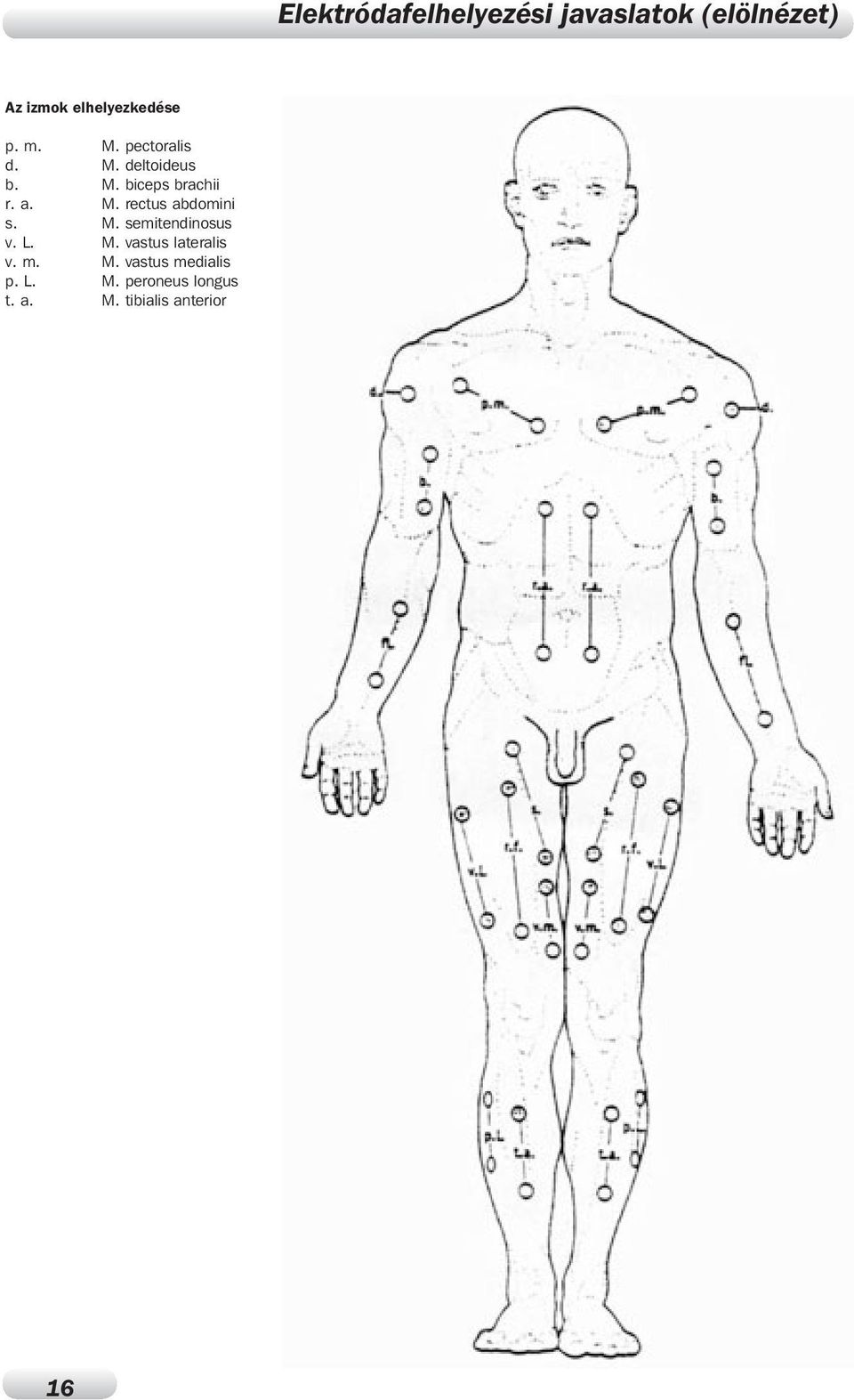 deltoideus M biceps brachii M rectus abdomini M semitendinosus