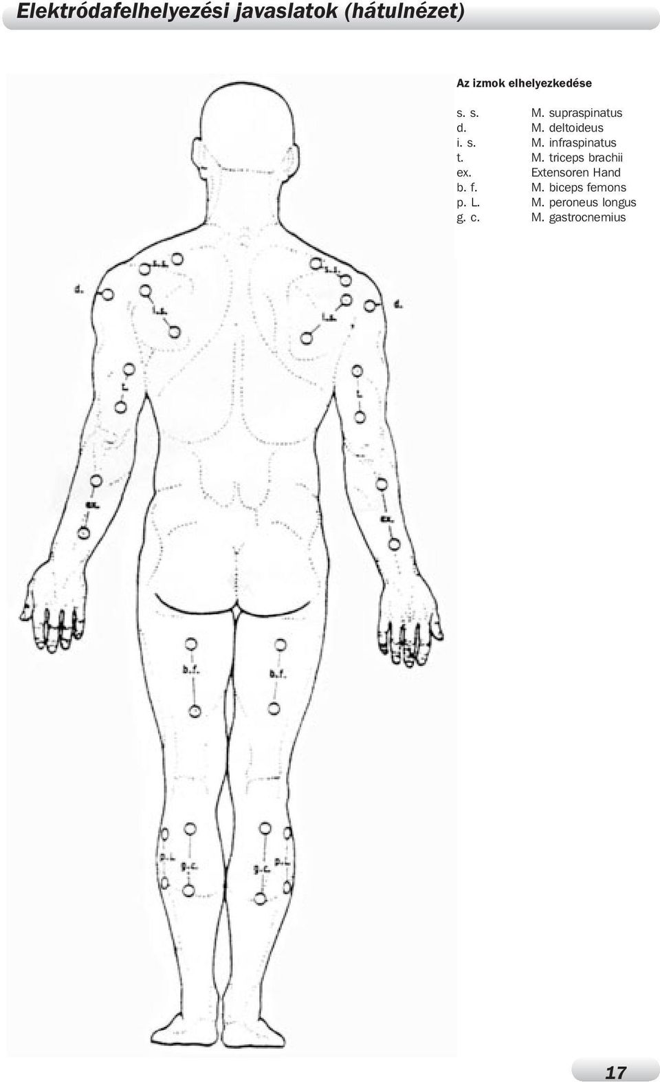 supraspinatus M deltoideus M infraspinatus M triceps