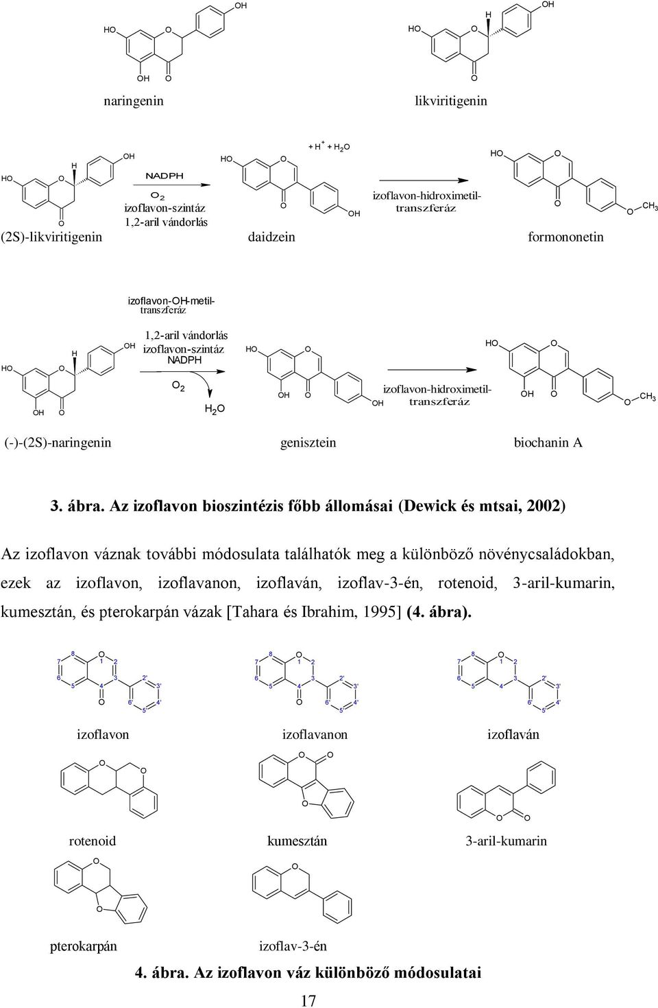 Az izoflavon bioszintézis főbb állomásai (Dewick és mtsai, 2002) Az izoflavon váznak további módosulata találhatók meg a különböző növénycsaládokban, ezek az izoflavon, izoflavanon, izoflaván,