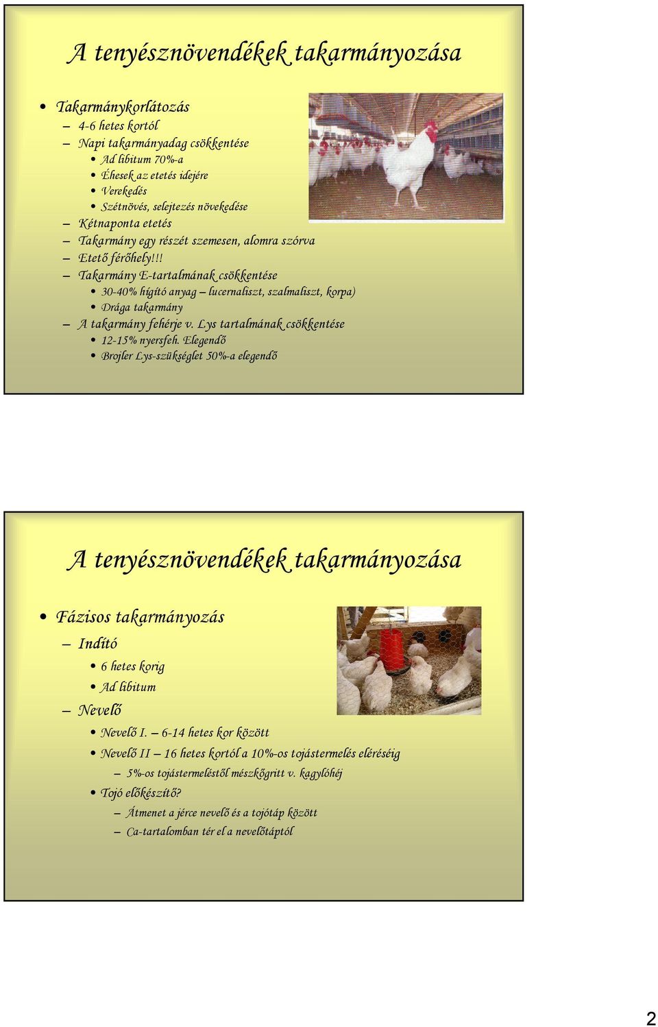 Lys tartalmának csökkentése 12-15% nyersfeh. Elegendő Brojler Lys-szükséglet 50%-a elegendő A tenyésznövendékek takarmányozása Fázisos takarmányozás Indító 6 hetes korig Ad libitum Nevelő Nevelő I.