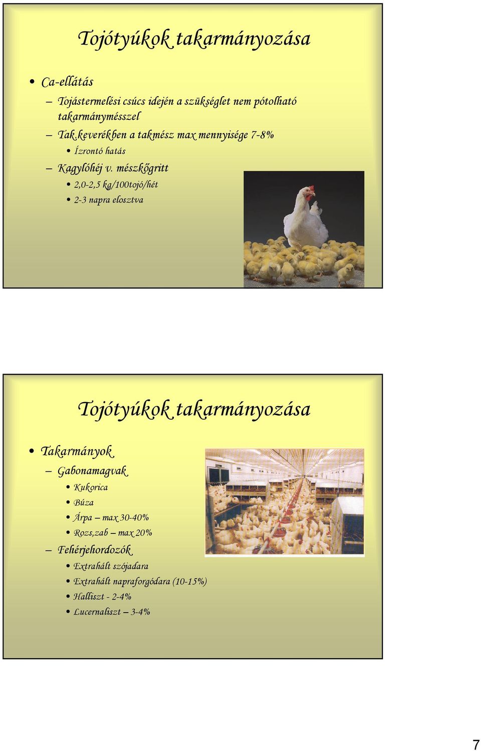 mészkőgritt 2,0-2,5 kg/100tojó/hét 2-3 napra elosztva Tojótyúkok takarmányozása Takarmányok Gabonamagvak