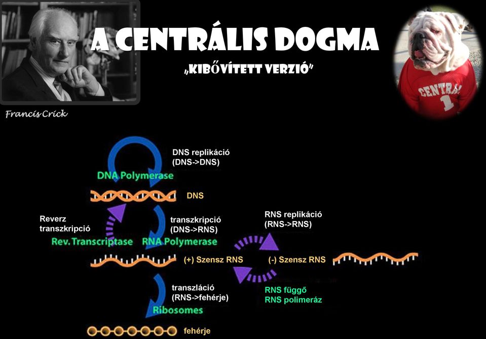 transzkripció (DNS->RNS) RNS replikáció (RNS->RNS) (+)