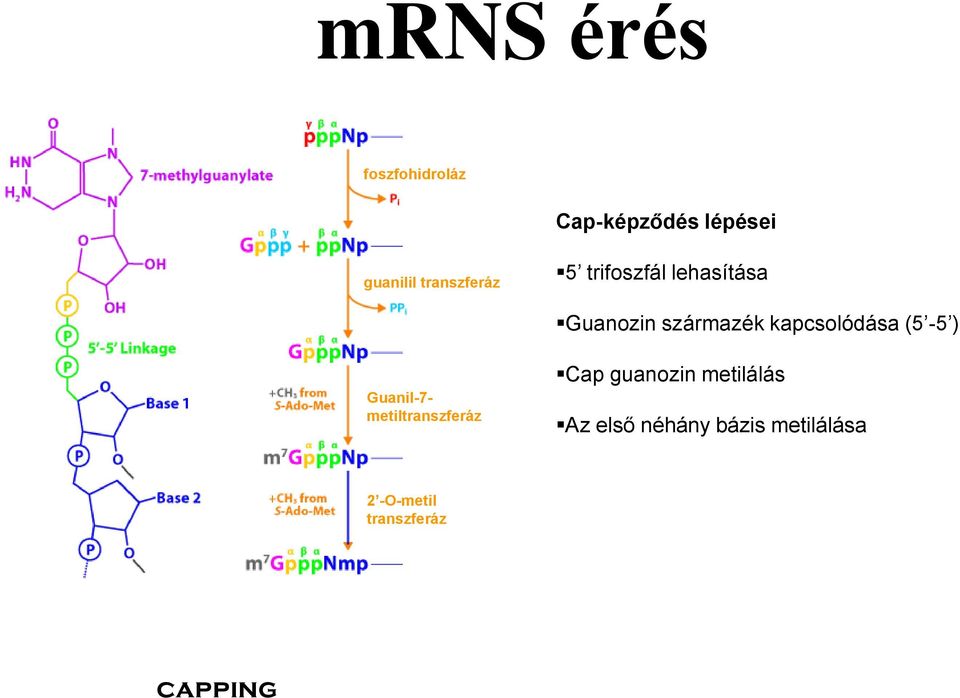 kapcsolódása (5-5 ) Guanil-7- metiltranszferáz Cap guanozin