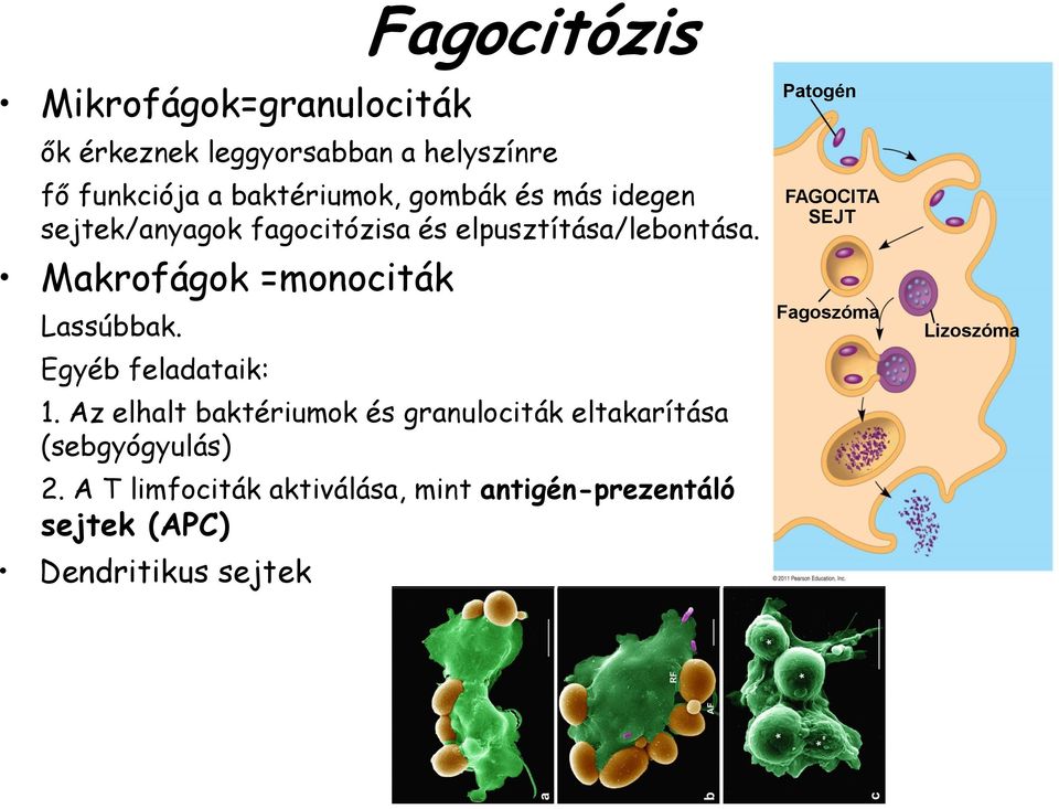 Makrofágok =monociták Lassúbbak. Egyéb feladataik: 1.