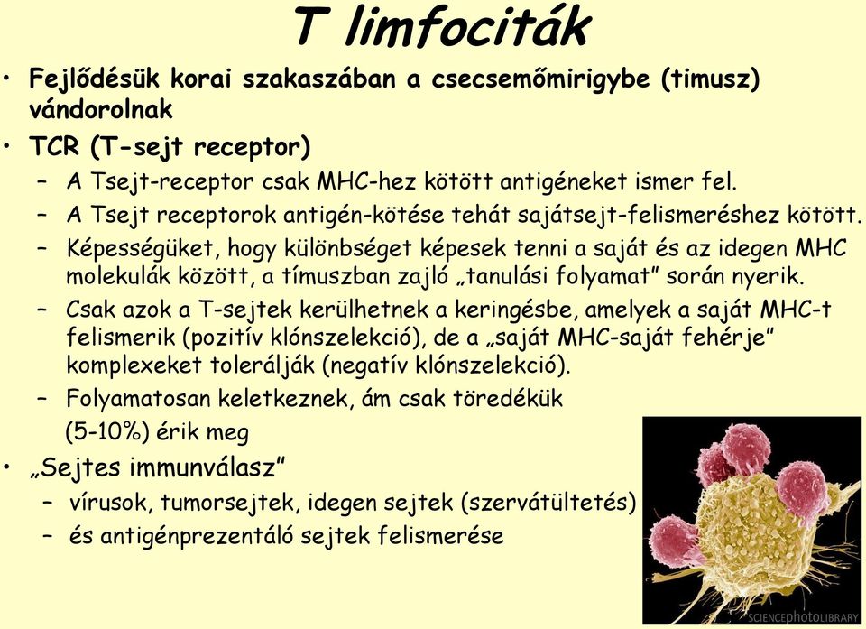 Képességüket, hogy különbséget képesek tenni a saját és az idegen MHC molekulák között, a tímuszban zajló tanulási folyamat során nyerik.