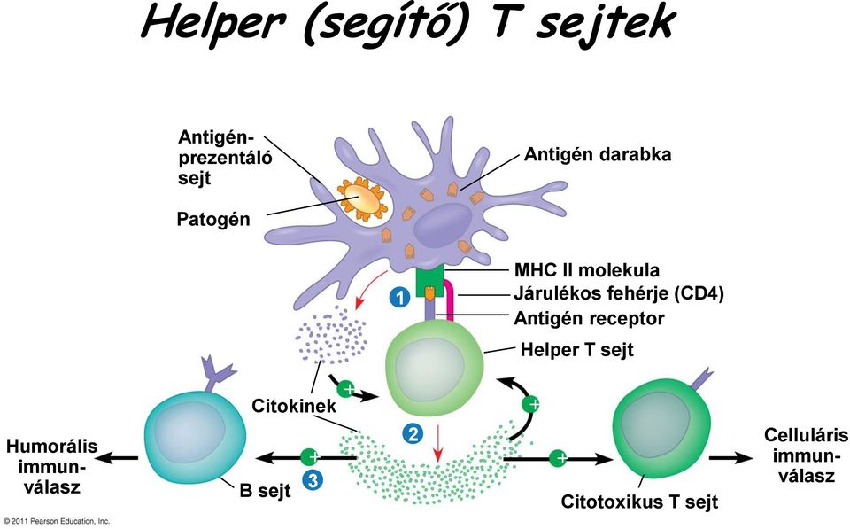 Antigén receptor Helper T sejt Humorális immunválasz