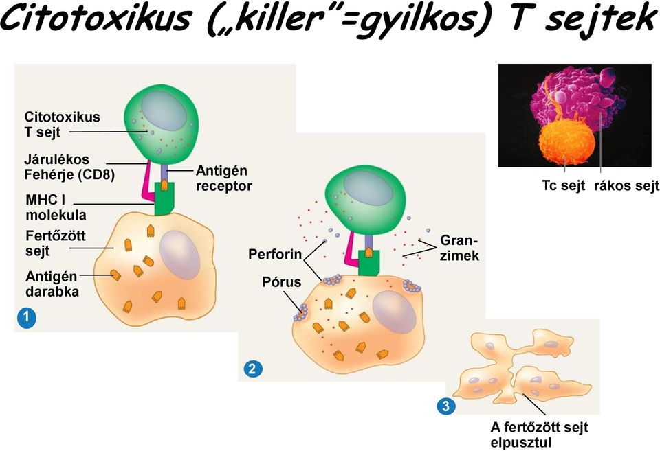 sejt Antigén darabka 1 Antigén receptor Perforin Pórus