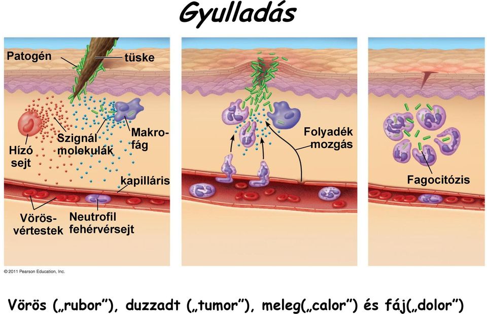 Fagocitózis Vörösvértestek Neutrofil fehérvérsejt