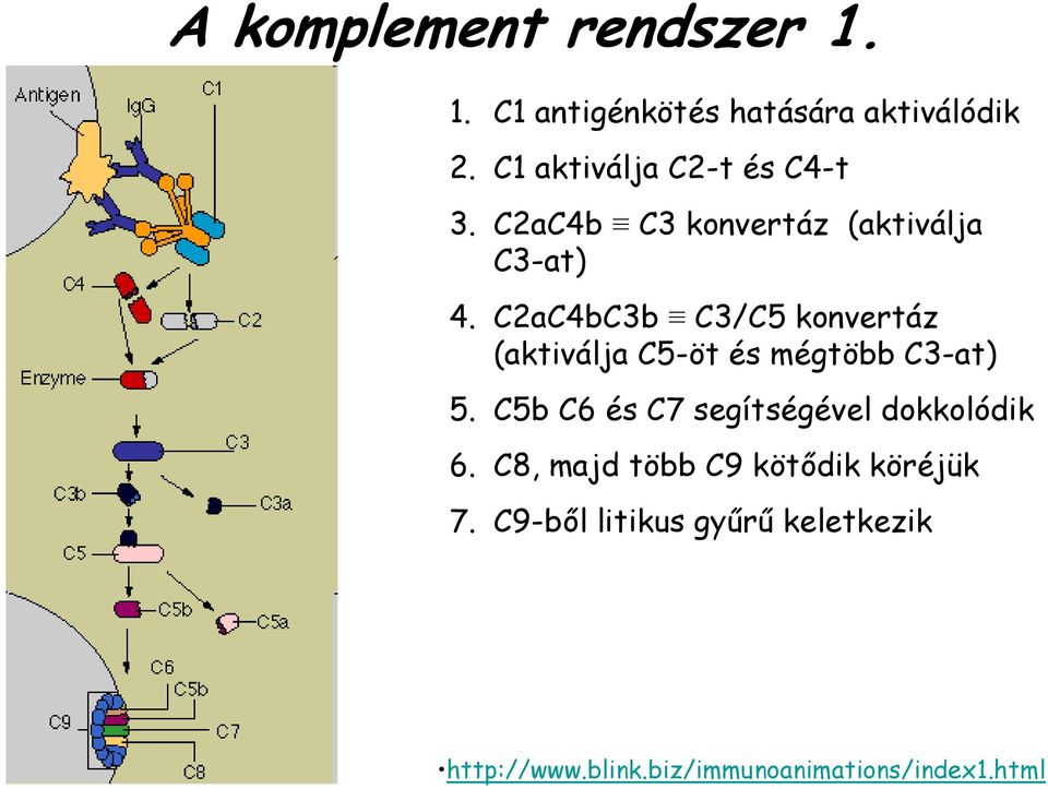 C2aC4bC3b C3/C5 konvertáz (aktiválja C5-öt és mégtöbb C3-at) 5.