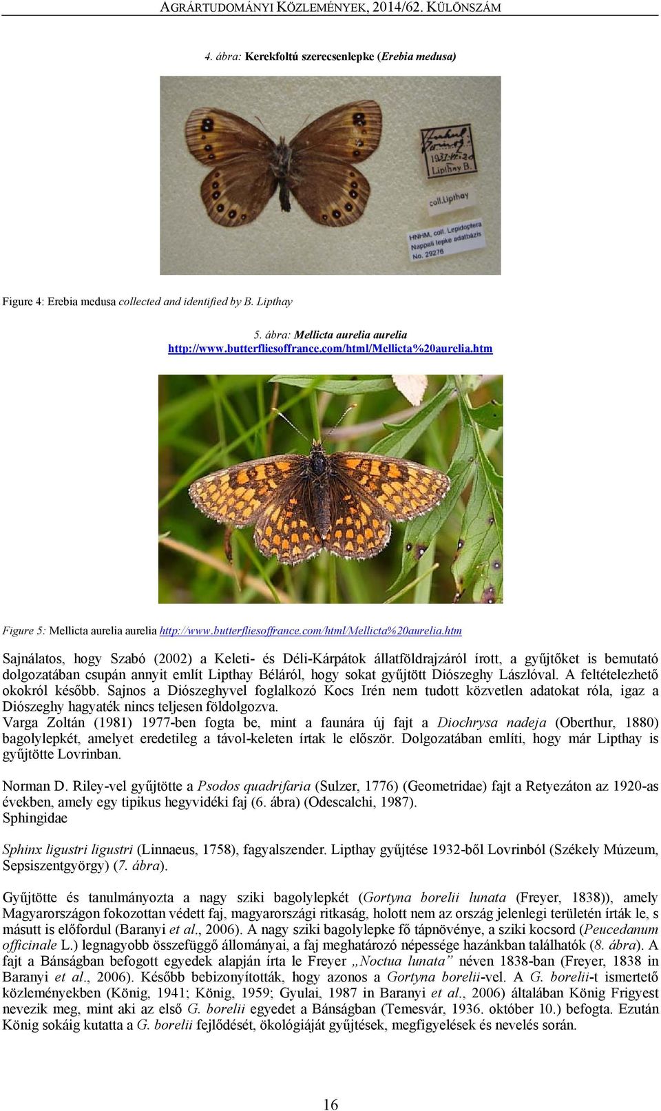 htm Figure 5: Mellicta aurelia aurelia http://www.butterfliesoffrance.