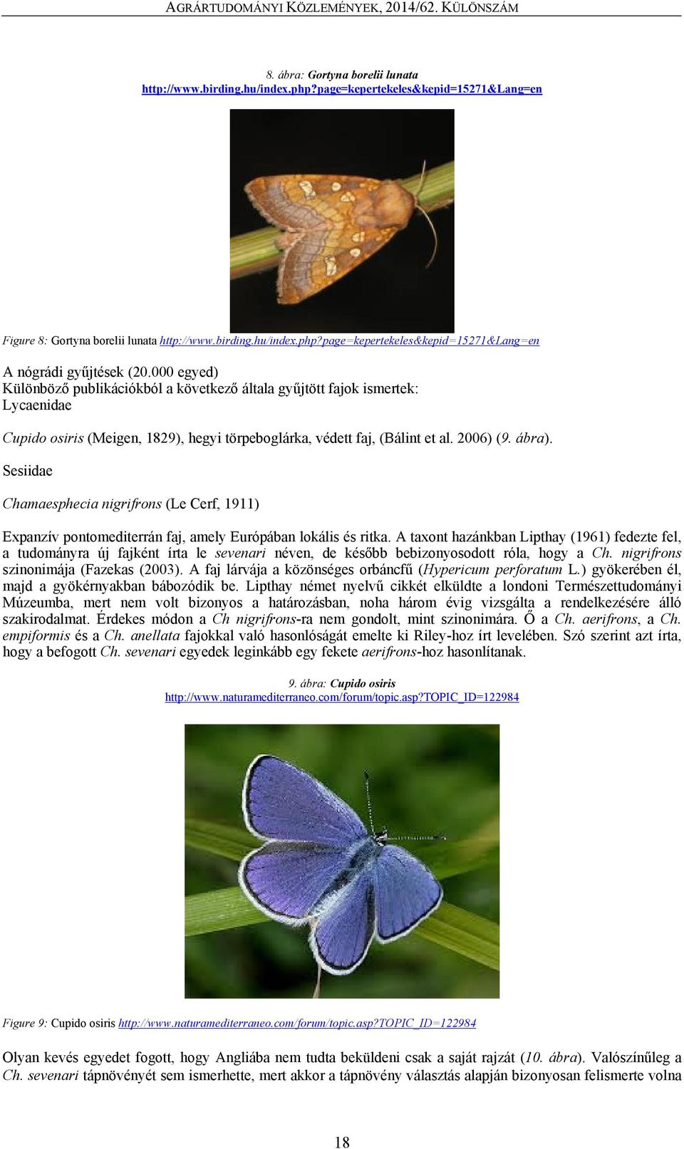 Sesiidae Chamaesphecia nigrifrons (Le Cerf, 1911) Expanzív pontomediterrán faj, amely Európában lokális és ritka.