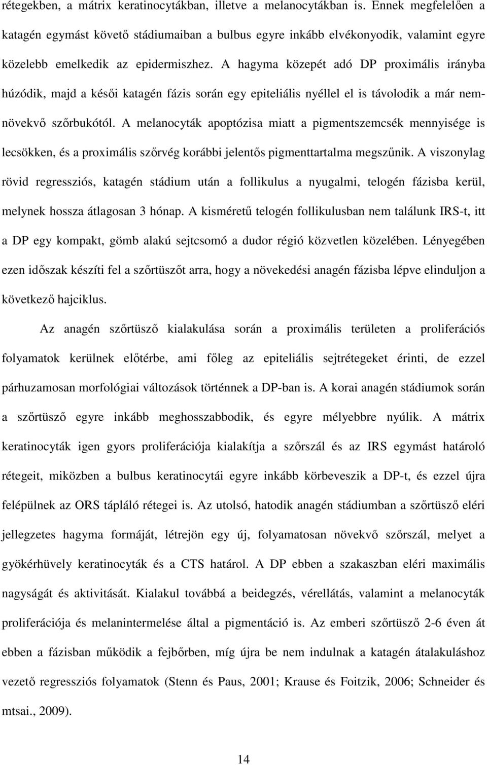 A hagyma közepét adó DP proximális irányba húzódik, majd a késői katagén fázis során egy epiteliális nyéllel el is távolodik a már nemnövekvő szőrbukótól.
