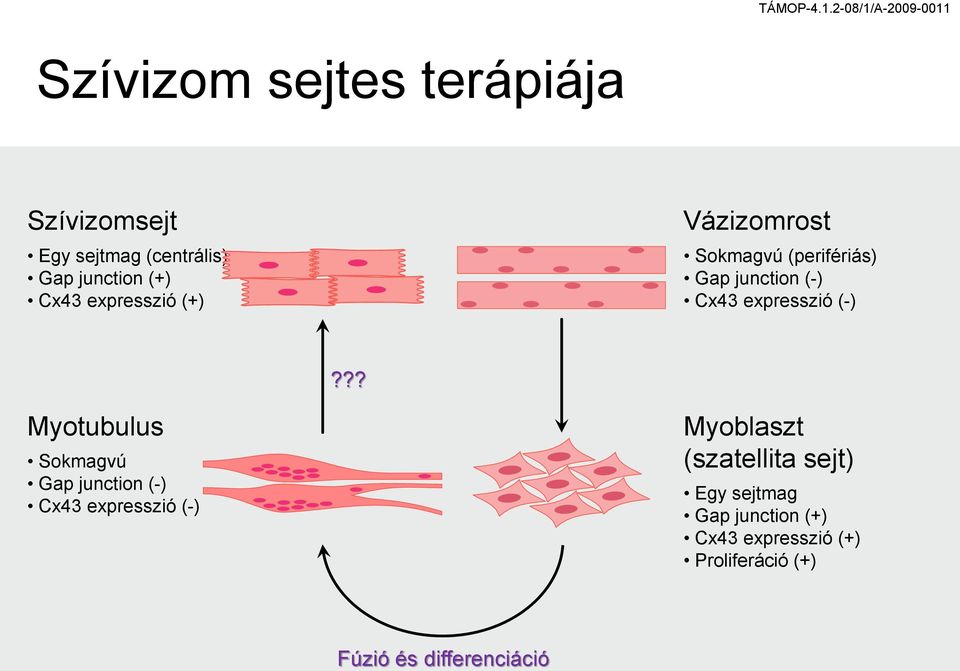 ?? Myotubulus Sokmagvú Gap junction (-) Cx43 expresszió (-) Myoblaszt (szatellita