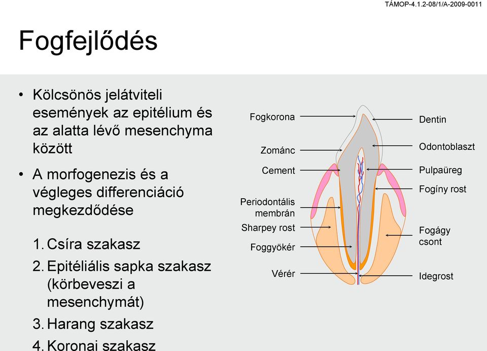 Epitéliális sapka szakasz (körbeveszi a mesenchymát) 3. Harang szakasz 4.