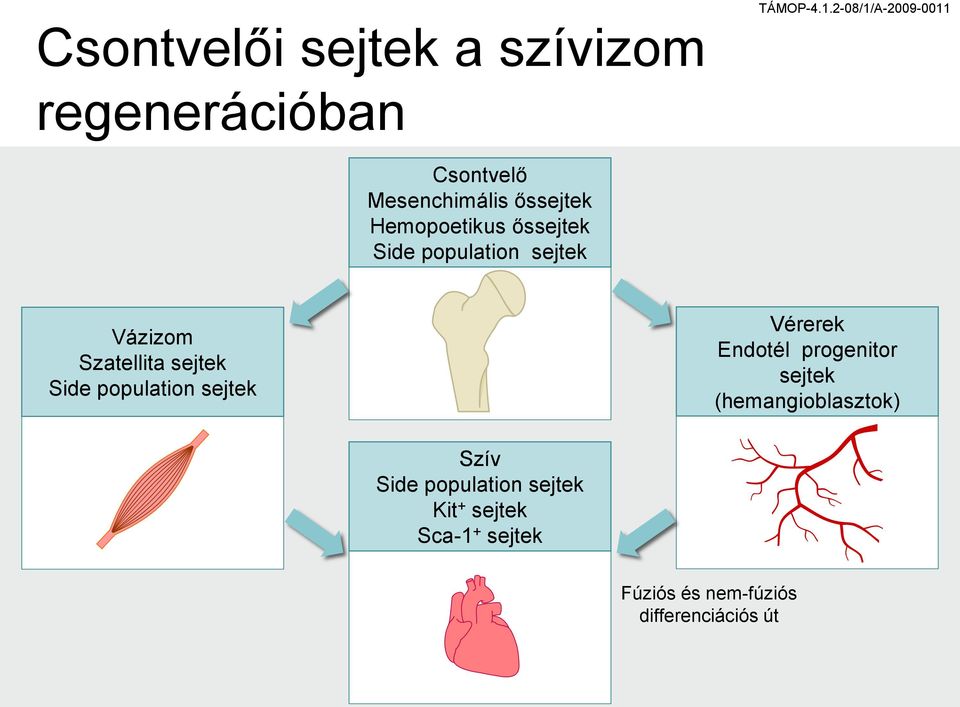 population sejtek Vázizom Szatellita sejtek Side population sejtek Vérerek Endotél
