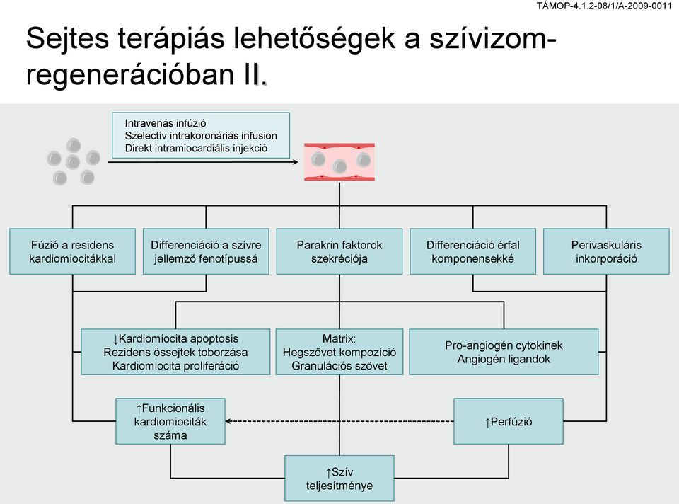 Differenciáció a szívre jellemző fenotípussá Parakrin faktorok szekréciója Differenciáció érfal komponensekké Perivaskuláris inkorporáció