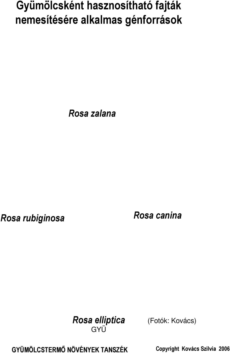 zalana Rosa rubiginosa Rosa canina Rosa