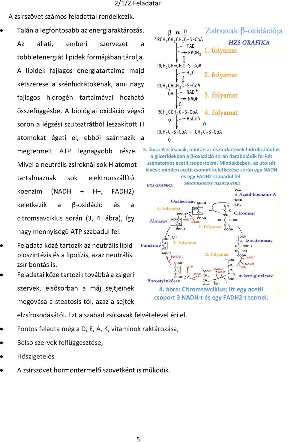 A biológiai oxidáció végső soron a légzési szubsztrátból leszakított H atomokat égeti el, ebből származik a megtermelt ATP legnagyobb része.