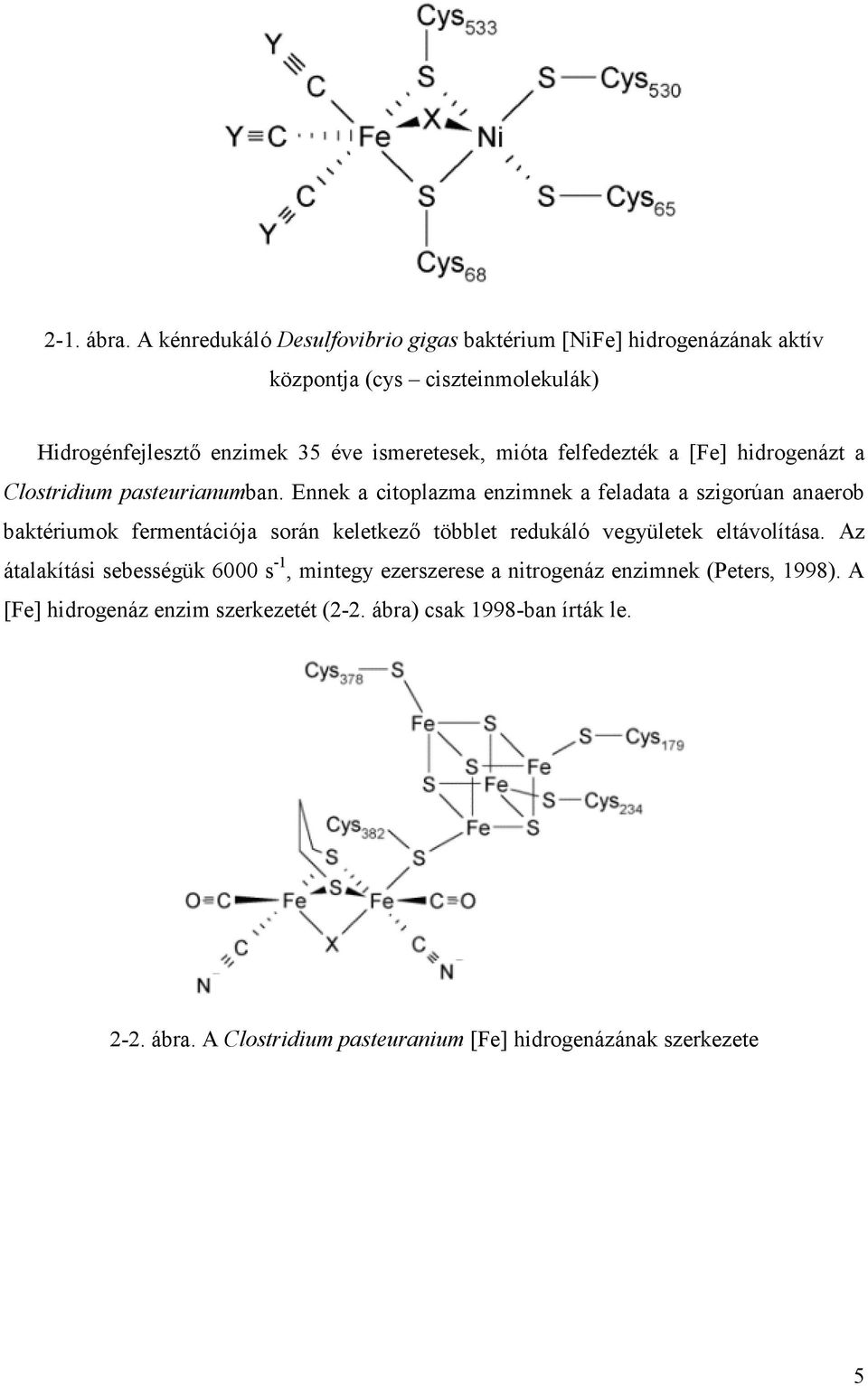 mióta felfedezték a [Fe] hidrogenázt a Clostridium pasteurianumban.