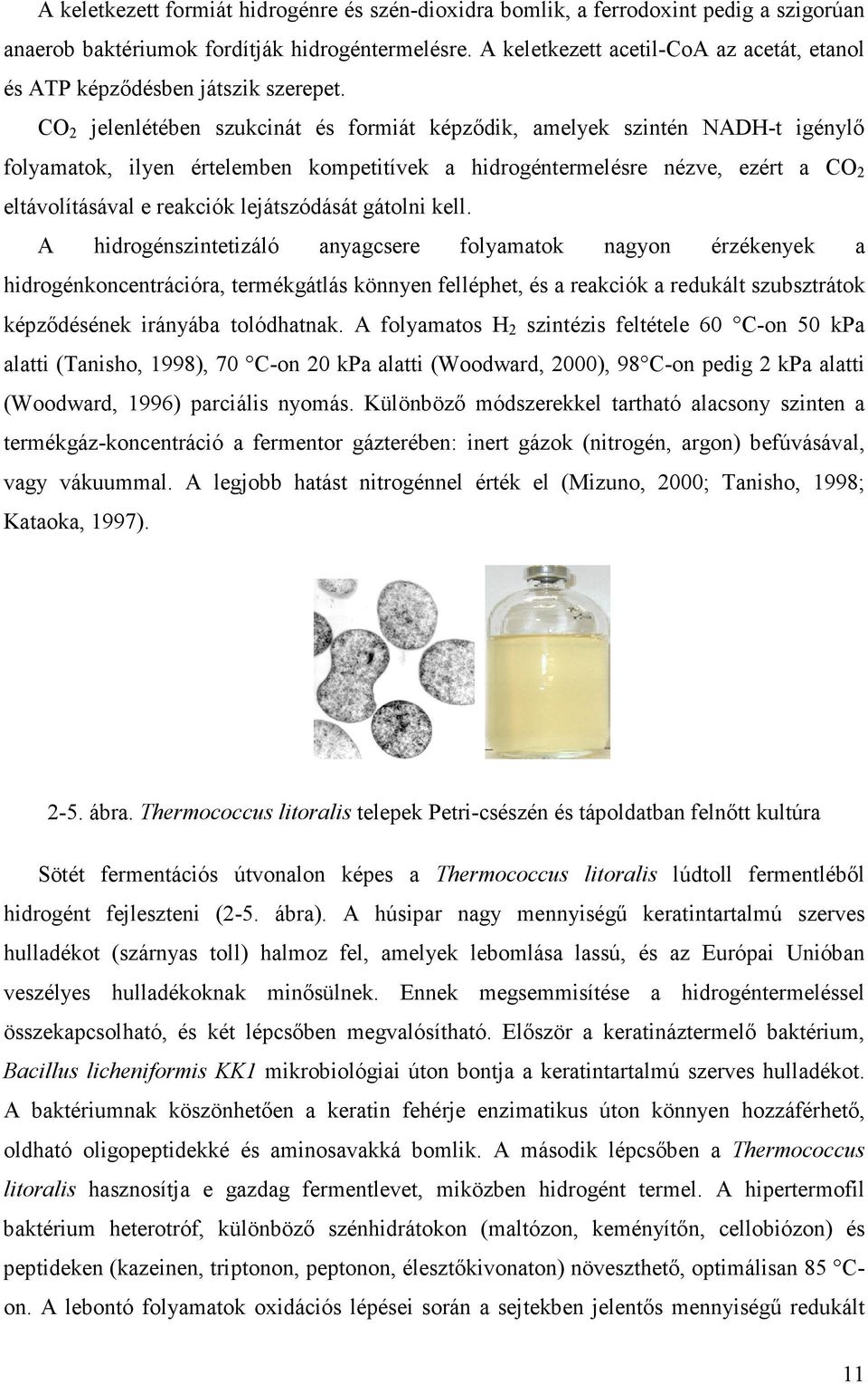 CO 2 jelenlétében szukcinát és formiát képzıdik, amelyek szintén NADH-t igénylı folyamatok, ilyen értelemben kompetitívek a hidrogéntermelésre nézve, ezért a CO 2 eltávolításával e reakciók