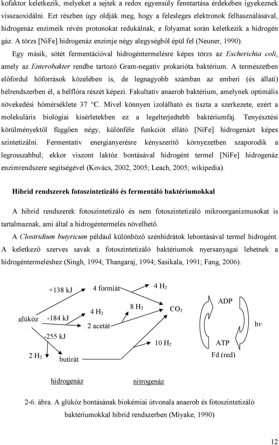 A törzs [NiFe] hidrogenáz enzimje négy alegységbıl épül fel (Neuner, 1990).