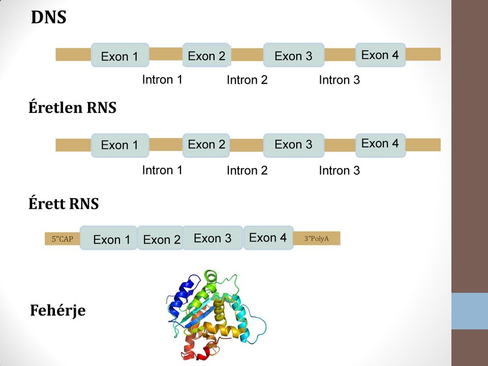 2 Exon 3 Exon 4 Intron 1 Intron 2 Intron 3 5