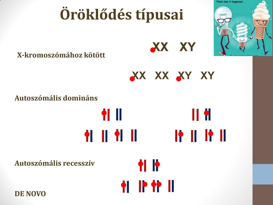 XY XX XX XY XY Autoszómális