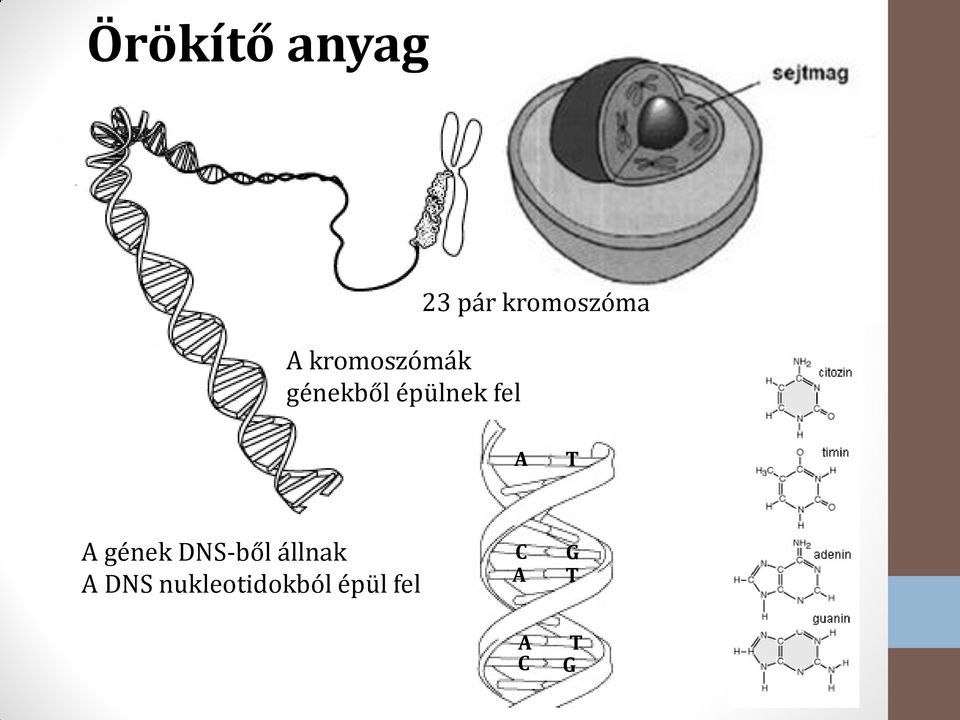 kromoszóma A T A gének DNS-ből