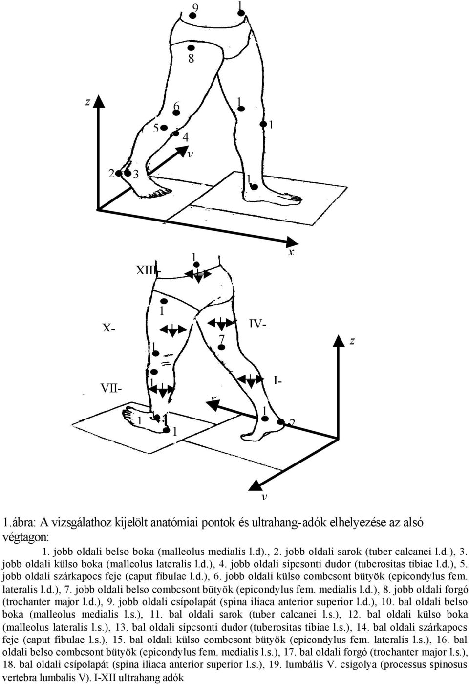jobb oldali szárkapocs feje (caput fibulae l.d.), 6. jobb oldali külso combcsont bütyök (epicondylus fem. lateralis l.d.), 7. jobb oldali belso combcsont bütyök (epicondylus fem. medialis l.d.), 8.